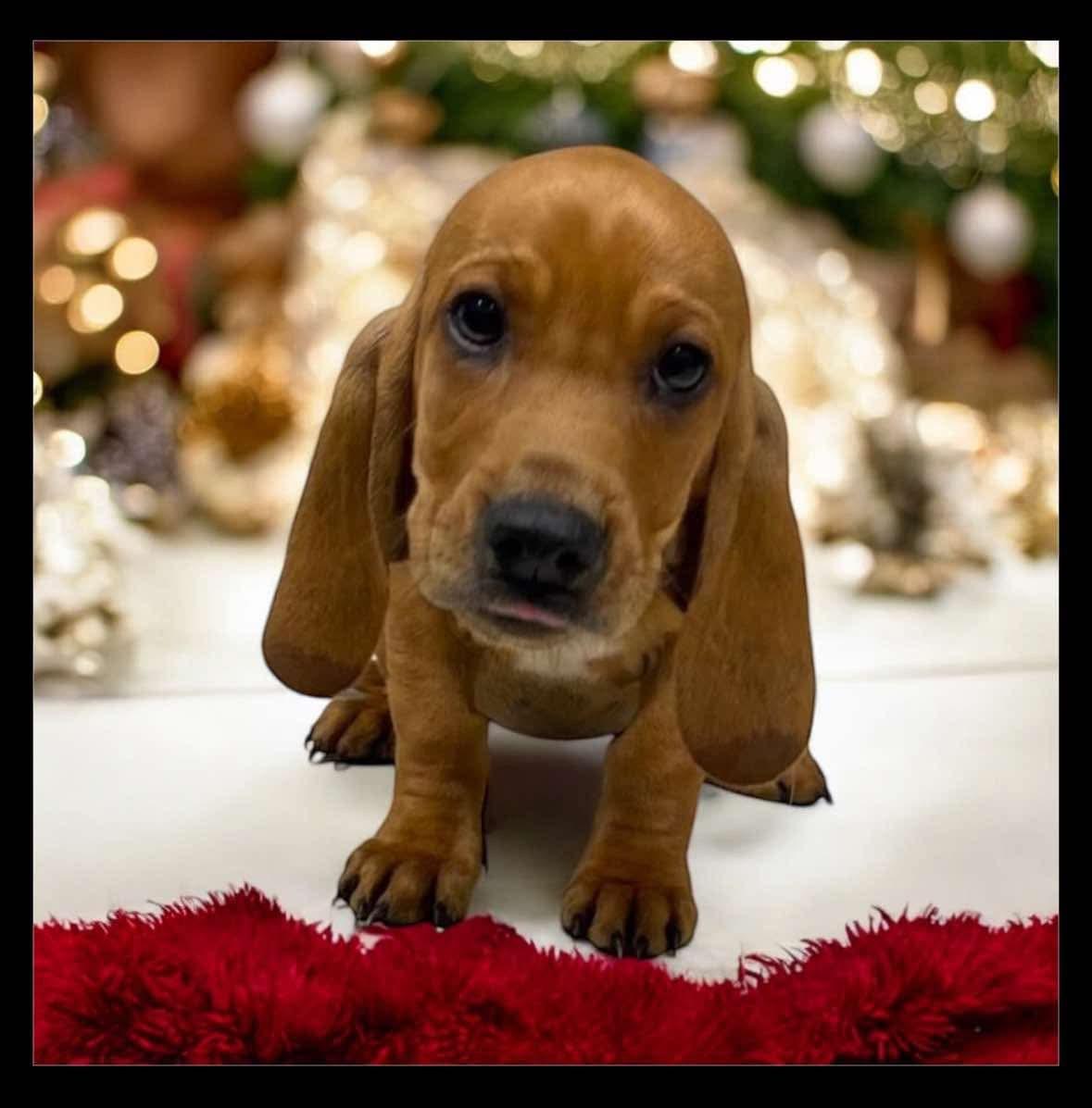 Loden, an adopted Basset Hound in Flushing, NY_image-1