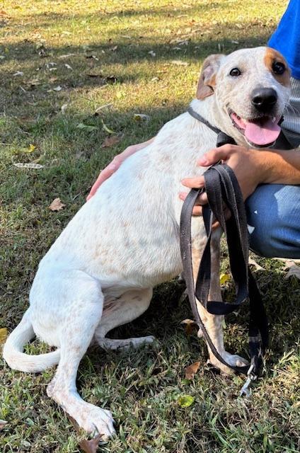 Ivory May, Adoptable, Young Female Australian Cattle Dog / Blue Heeler & Hound.