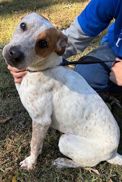 Ivory May, a Adoptable mixed breed in Harrison, AR image 3/3