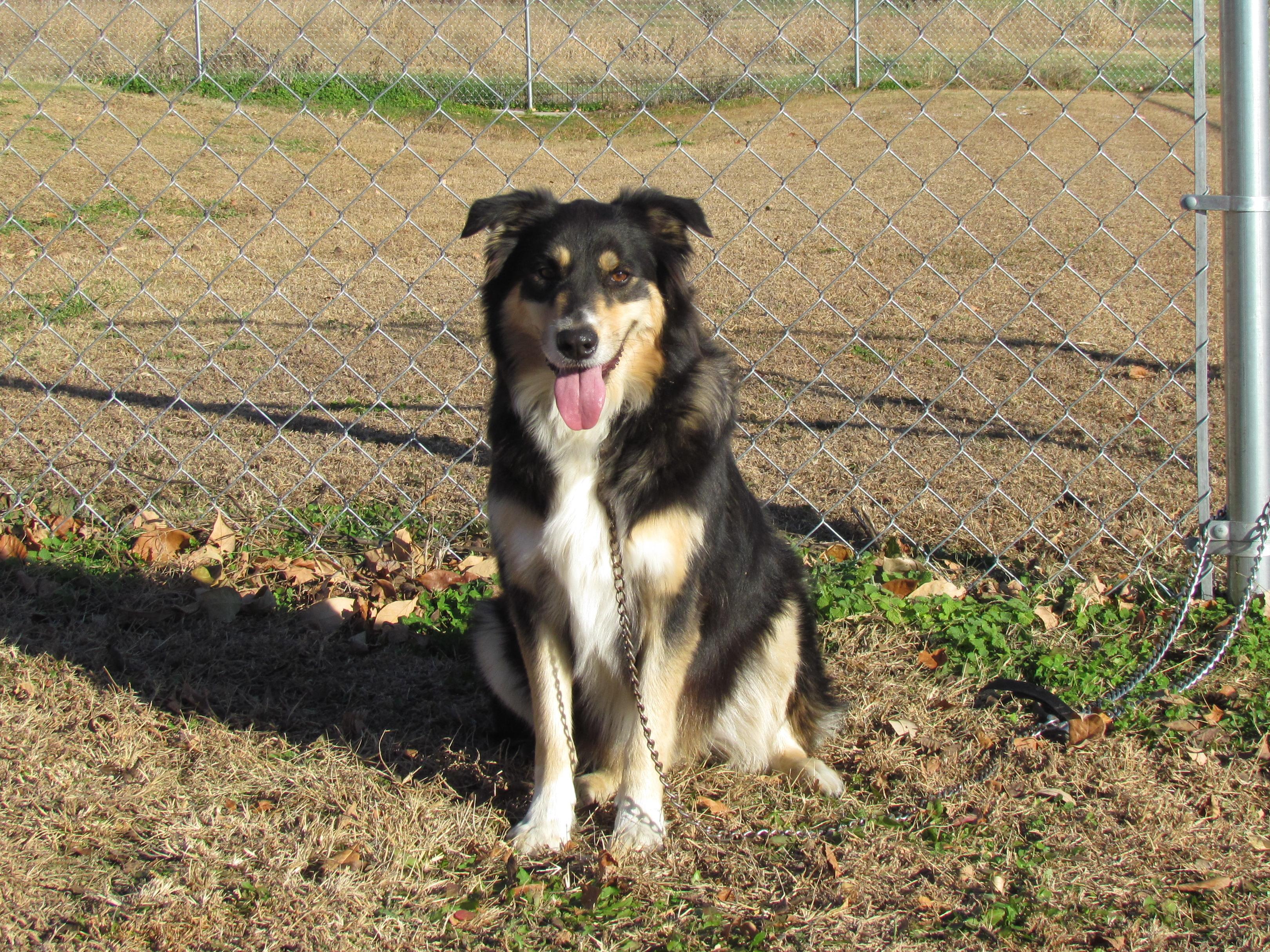 SYDNEY, Adoptable, Adult Female Australian Shepherd.