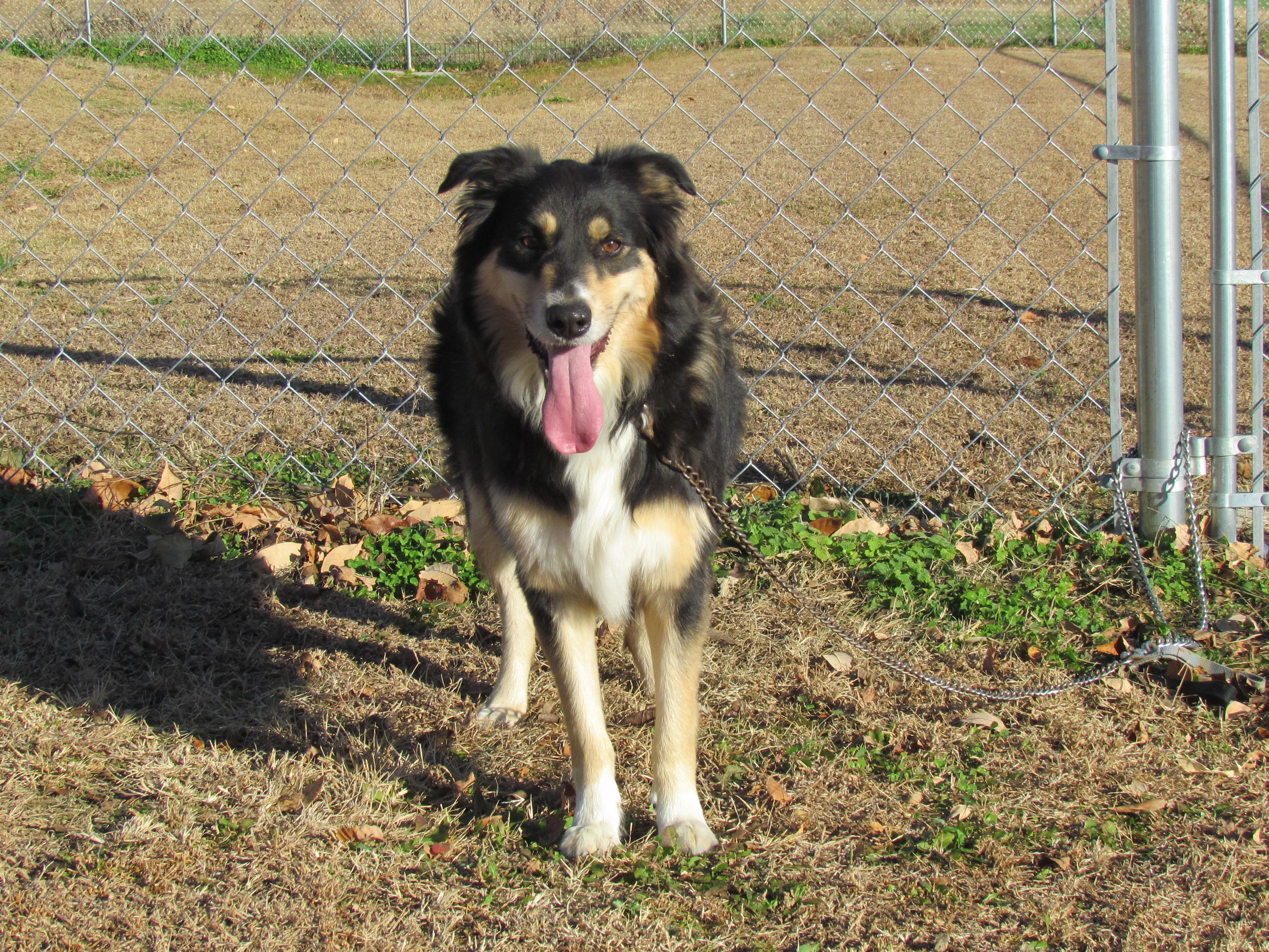 Enlarge SYDNEY, a Adoptable Australian Shepherd in Humboldt, TN image 3/6