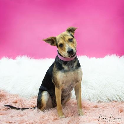 Enlarge Britney, a Adoptable Mixed Breed in Fort Worth, TX image 1/5