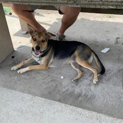 Britney, Adoptable, Adult Female Mixed Breed & Mixed Breed.