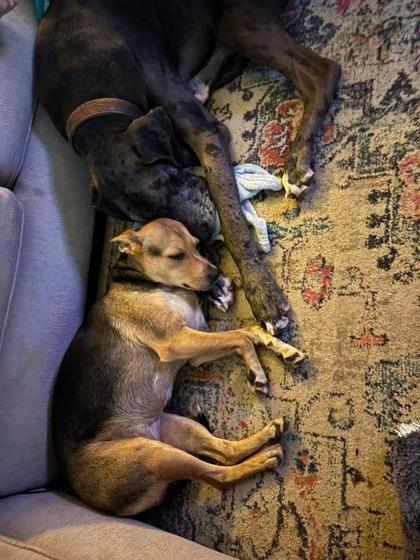 Britney, a Adoptable Mixed Breed in Fort Worth, TX image 2/4