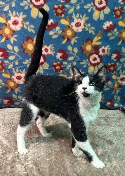 250861  Kramer, Adoptable, Young Male Domestic Short Hair.