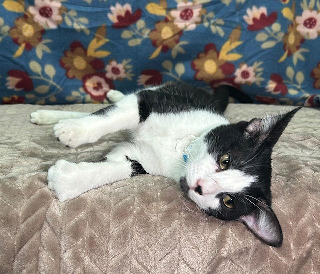 Enlarge 250861  Kramer, a Adoptable Domestic Short Hair in Wetumpka, AL image 2/2