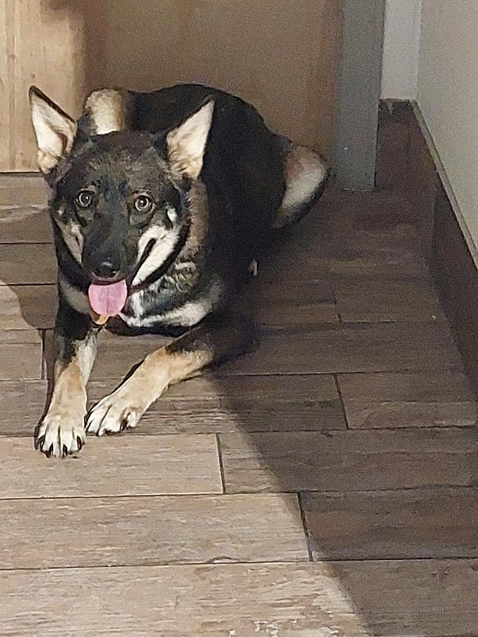 Enlarge Faith, a Adoptable mixed breed in Sanford, FL image 1/1