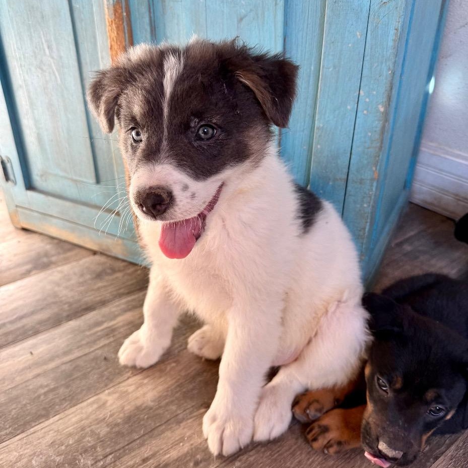 Han Solo, a Adoptable mixed breed in Alvin, TX image 2/5