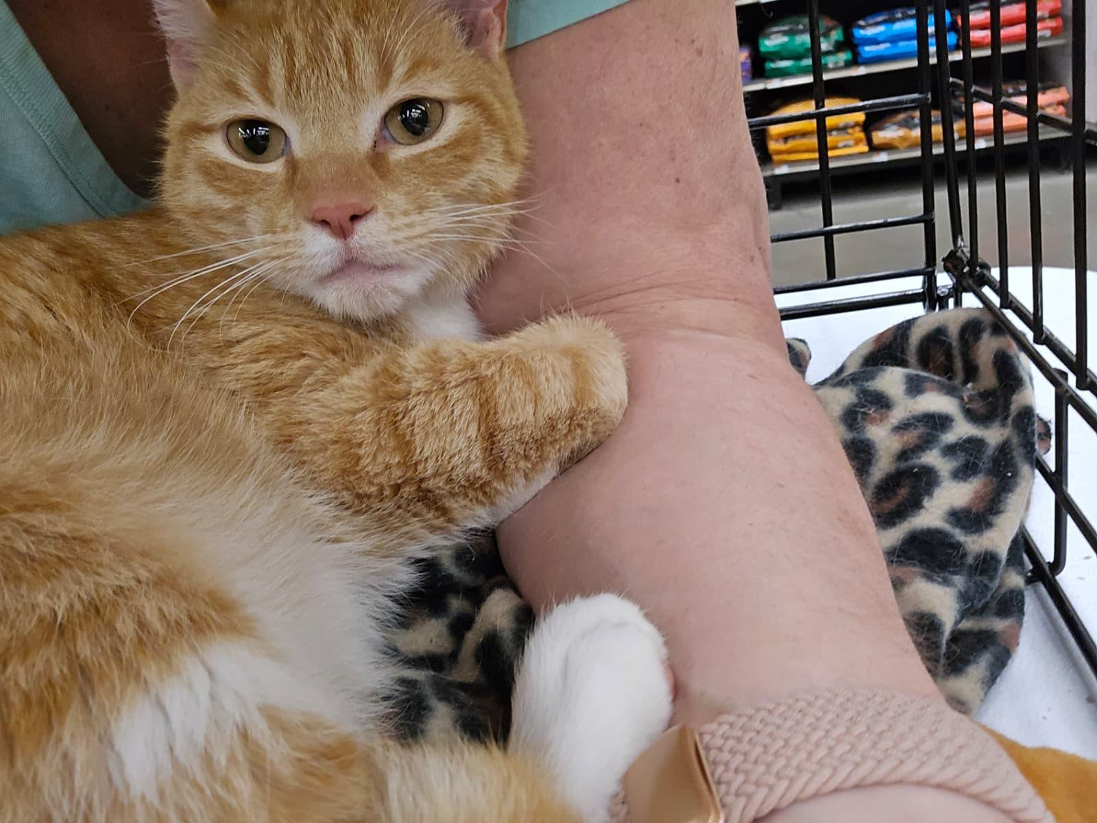 Enlarge Butterscotch, an adopted Domestic Short Hair in Nottingham, MD image 2/4