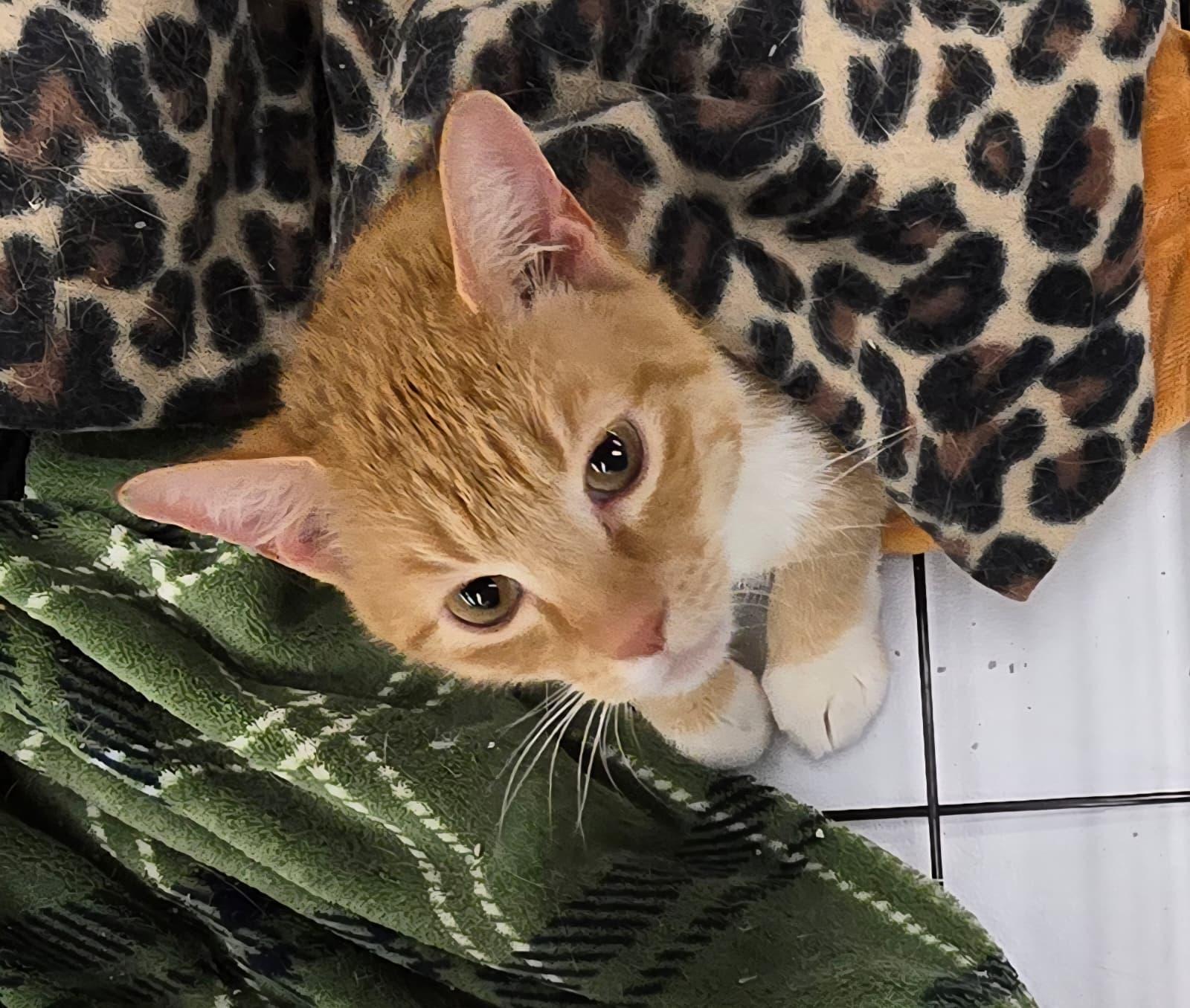 Enlarge Butterscotch, an adopted Domestic Short Hair in Nottingham, MD image 4/4
