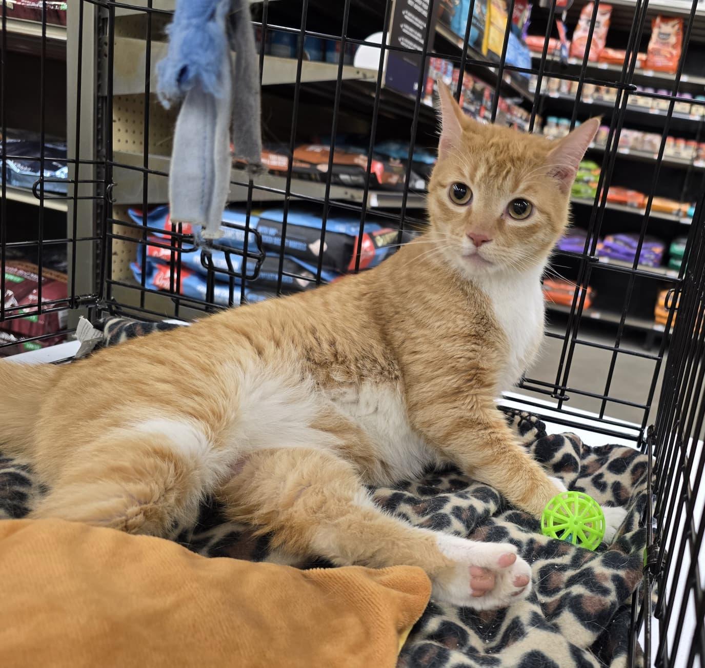 Enlarge Butterscotch, an adopted Domestic Short Hair in Nottingham, MD image 3/4