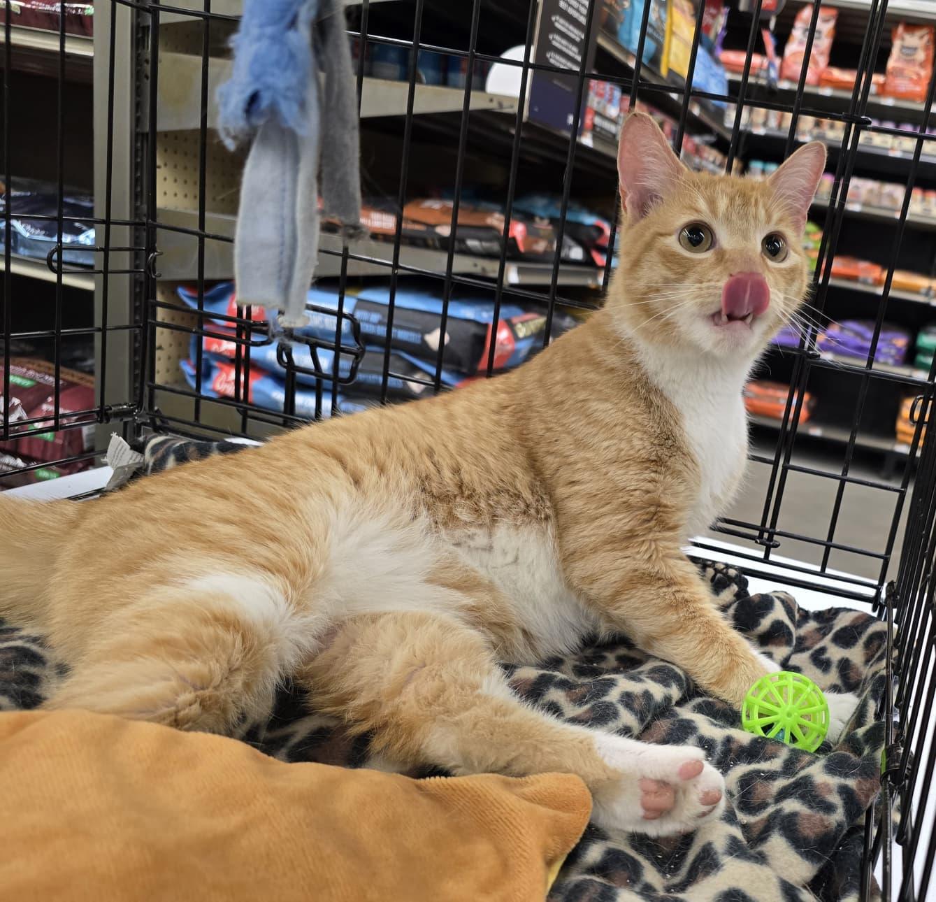 Butterscotch, adopted, Adult Male Domestic Short Hair.