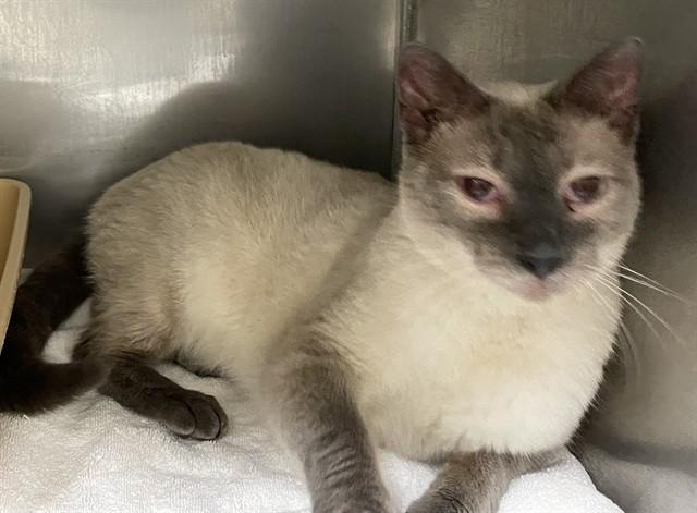 TOP SECRET HANDSHAKE, Adoptable, Adult Male Siamese.