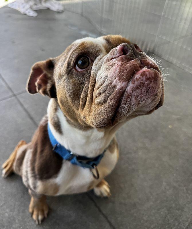 Enlarge So-so, a ADOPTABLE English Bulldog in Berkeley, CA image 5/6