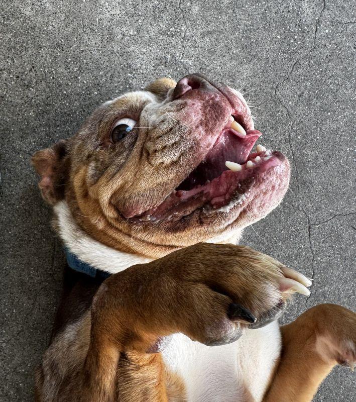 Enlarge So-so, a ADOPTABLE English Bulldog in Berkeley, CA image 4/6