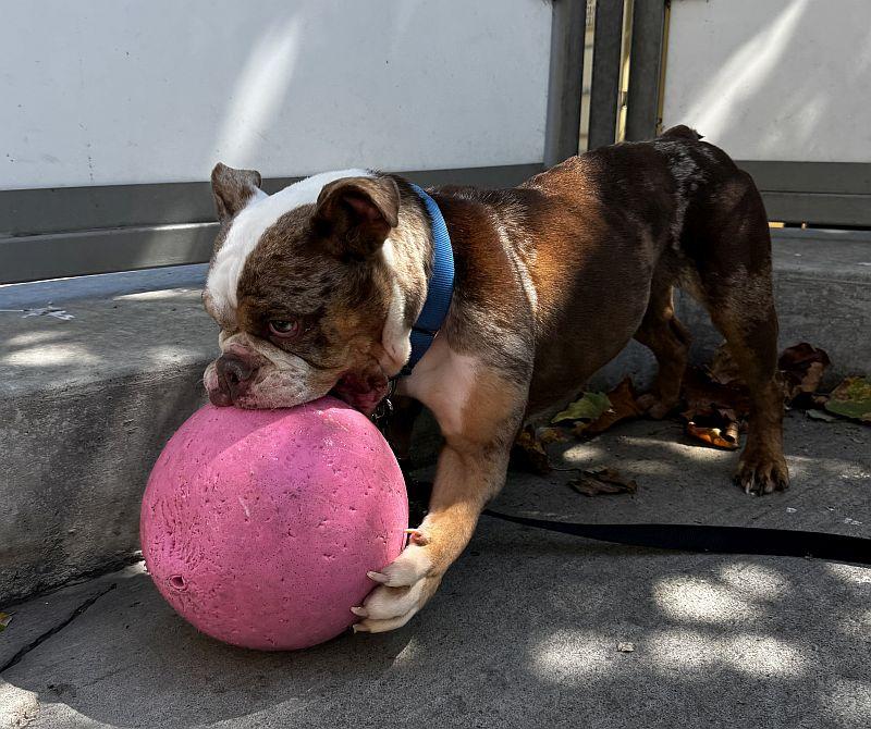 Enlarge So-so, a ADOPTABLE English Bulldog in Berkeley, CA image 3/6