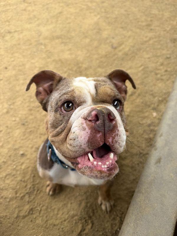 Enlarge So-so, a ADOPTABLE English Bulldog in Berkeley, CA image 6/6