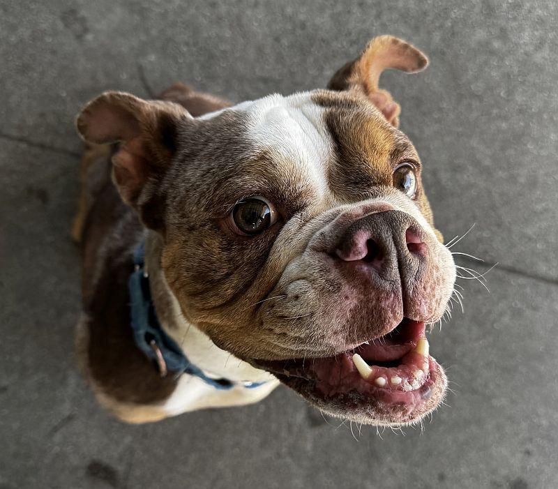 So-so, ADOPTABLE, Adult Female English Bulldog.