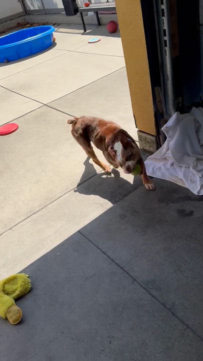 Enlarge So-so, a ADOPTABLE English Bulldog in Berkeley, CA video 2/6