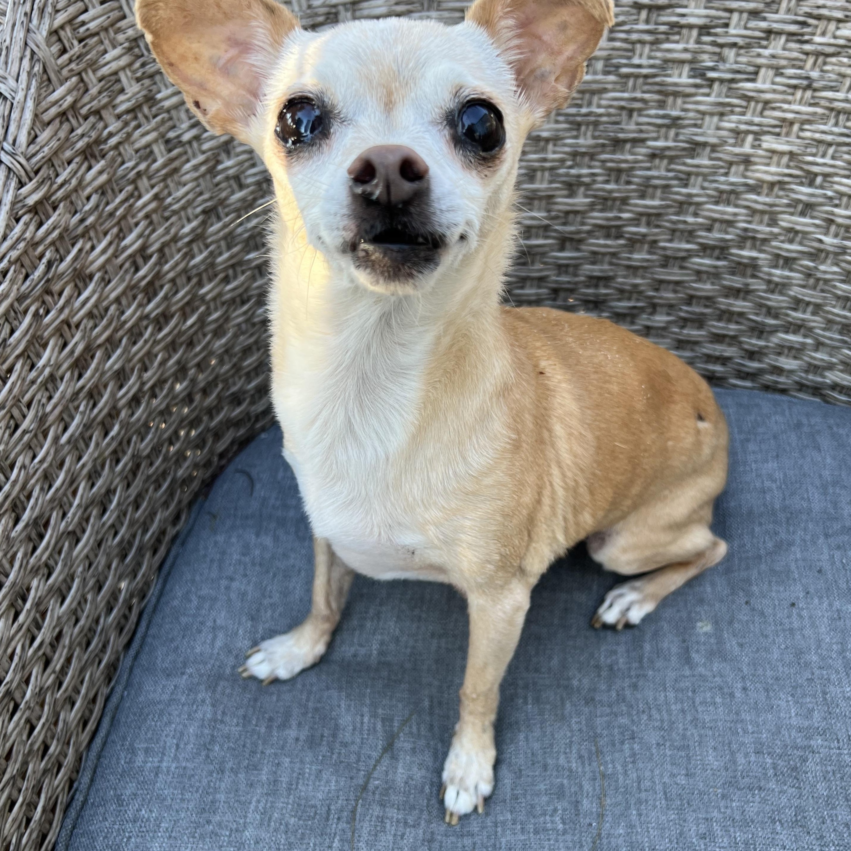 Enlarge Sally in NH! Come Meet our Adoptable Dogs Wednesday-Saturday. More info in Bio!, a ADOPTABLE mixed breed in Manchester, NH image 1/1