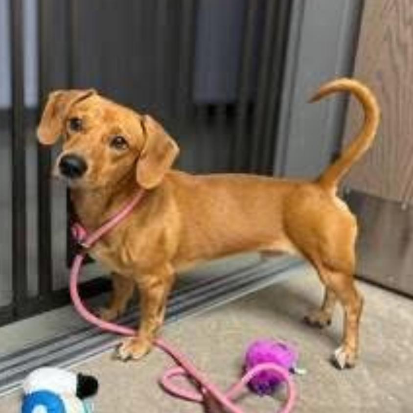 Enlarge Oskar the ween, a Adoptable mixed breed in Rockville, MD image 1/6