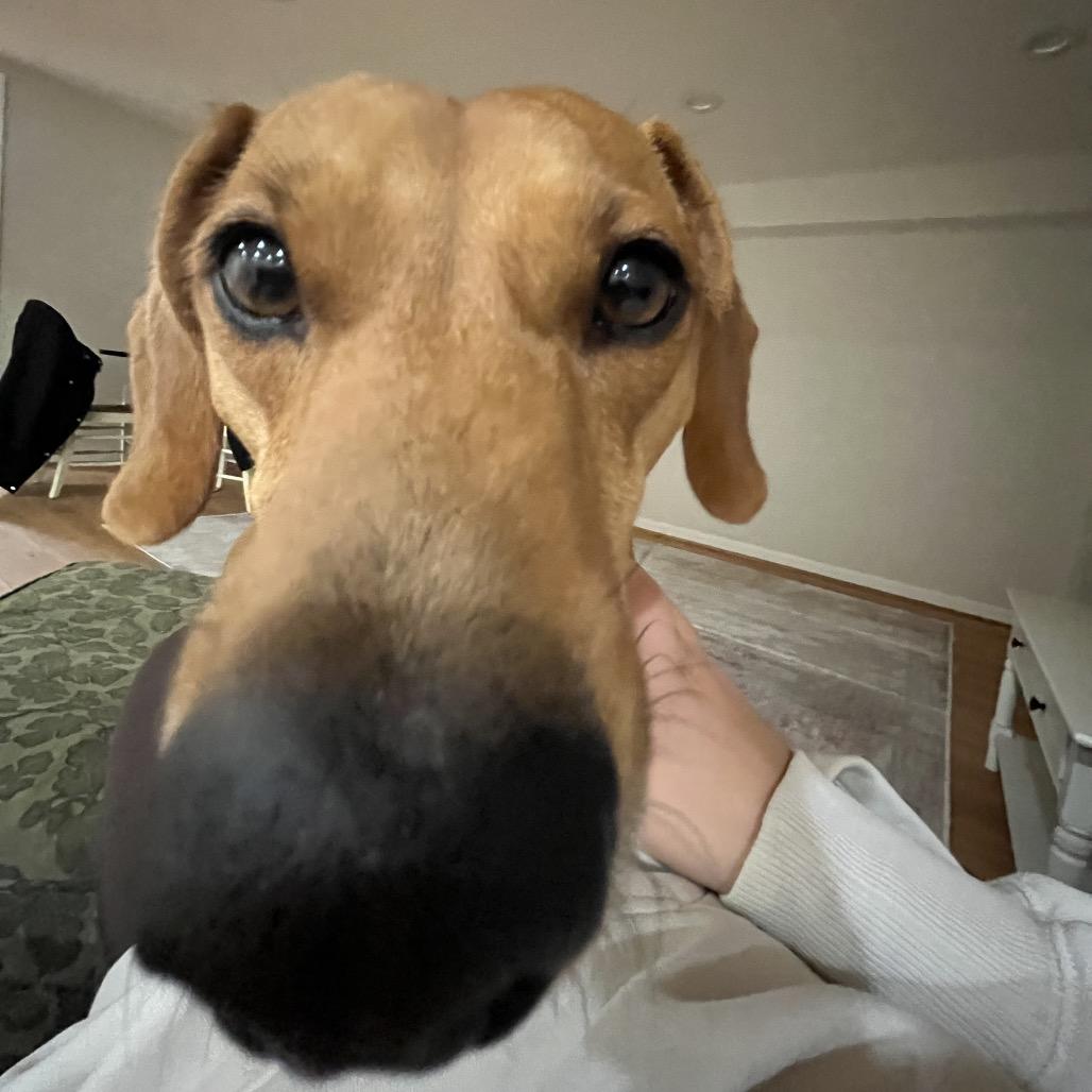 Enlarge Oskar the ween, a Adoptable mixed breed in Rockville, MD image 2/6