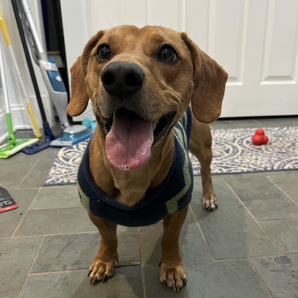 Enlarge Oskar the ween, a Adoptable mixed breed in Rockville, MD image 4/6