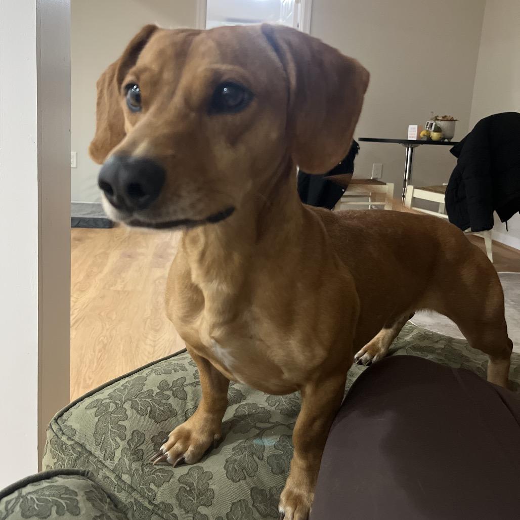 Enlarge Oskar the ween, a Adoptable mixed breed in Rockville, MD image 6/6