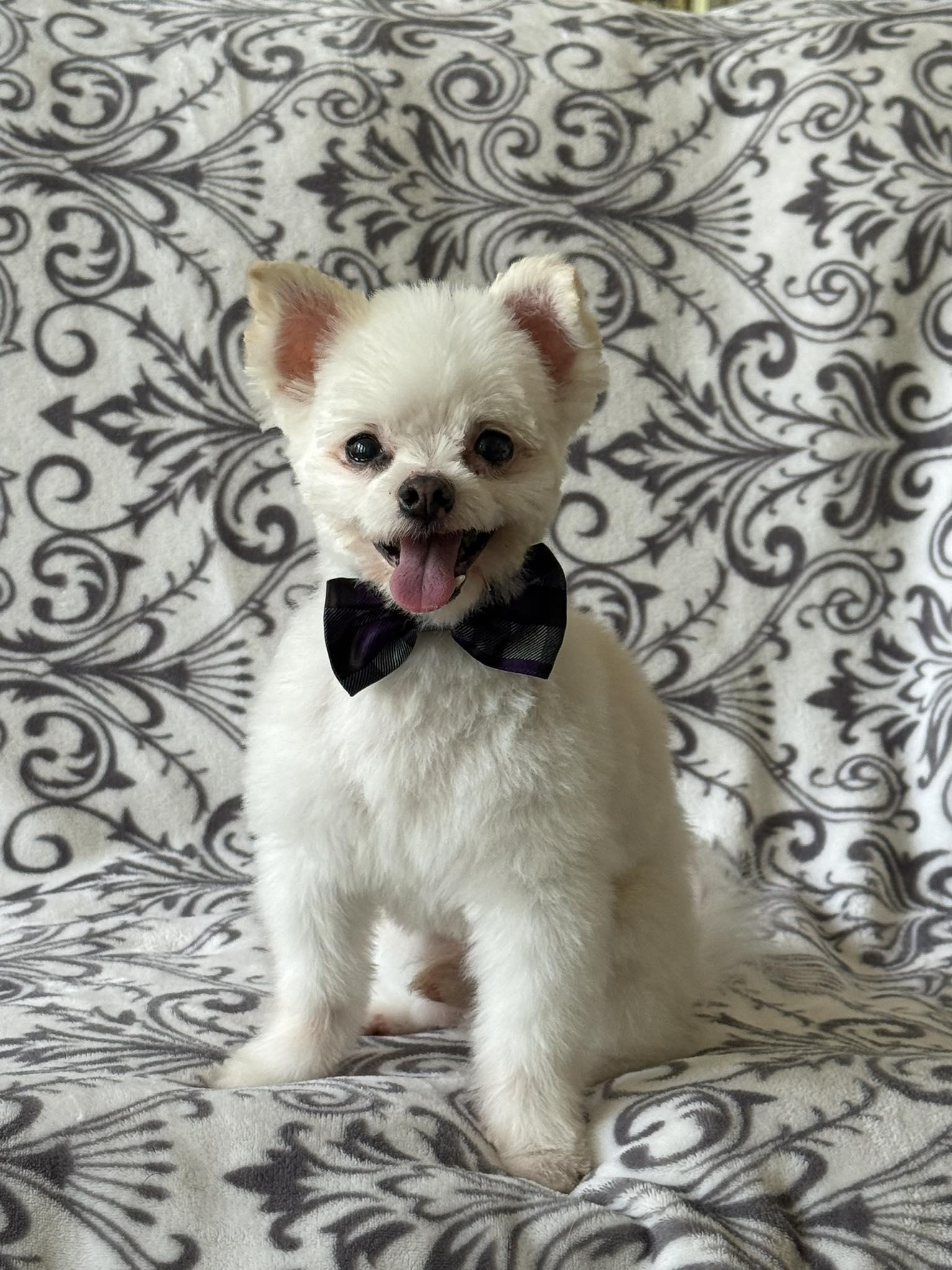 Enlarge Nigel, an adopted mixed breed in Rockville, MD image 1/5