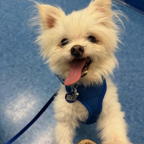 Enlarge Nigel, an adopted mixed breed in Rockville, MD image 3/5