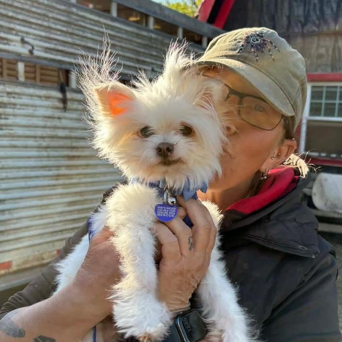 Enlarge Nigel, an adopted mixed breed in Rockville, MD image 4/5