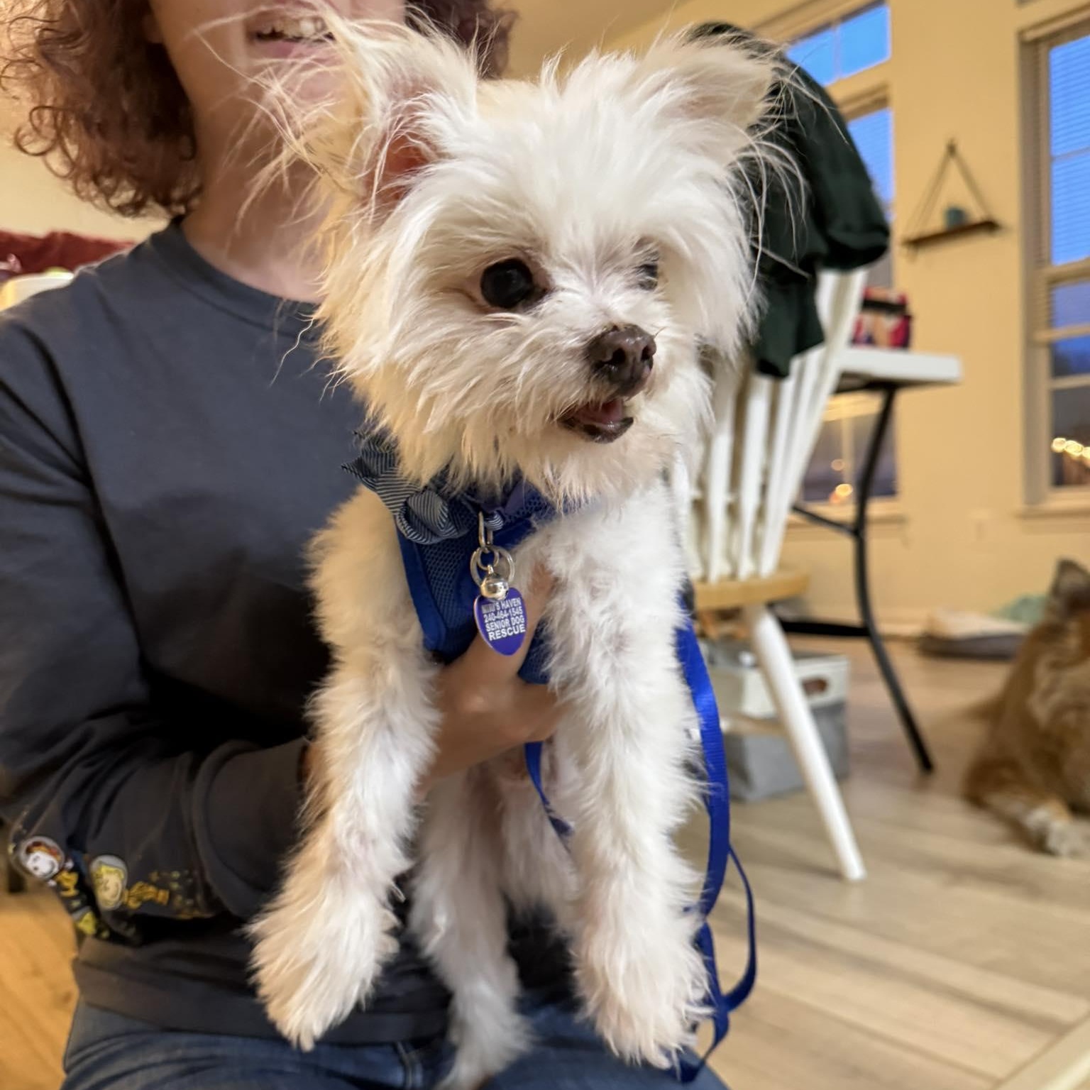 Enlarge Nigel, an adopted mixed breed in Rockville, MD image 5/5
