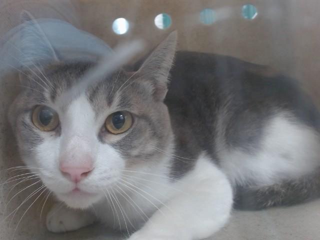 BOY, Adoptable, Young Male Domestic Short Hair.