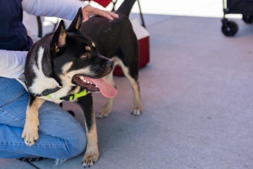 Enlarge PABLO, a Adoptable mixed breed in Hayward, CA image 1/1