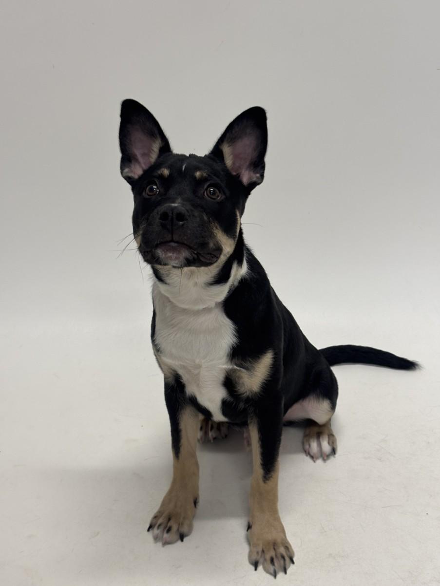 Enlarge PABLO, a Adoptable Pit Bull Terrier in Hayward, CA image 1/1