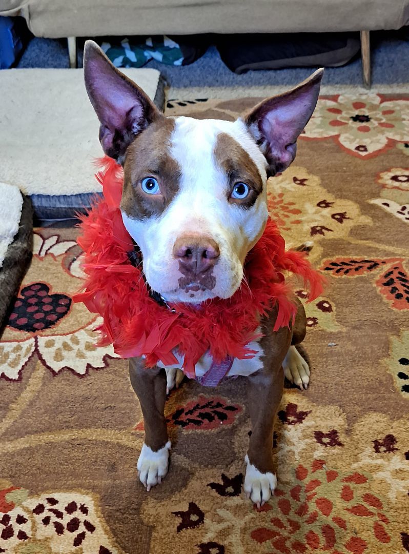 Skye, a Adopted Pit Bull Terrier in Gainesboro, TN image 1/12