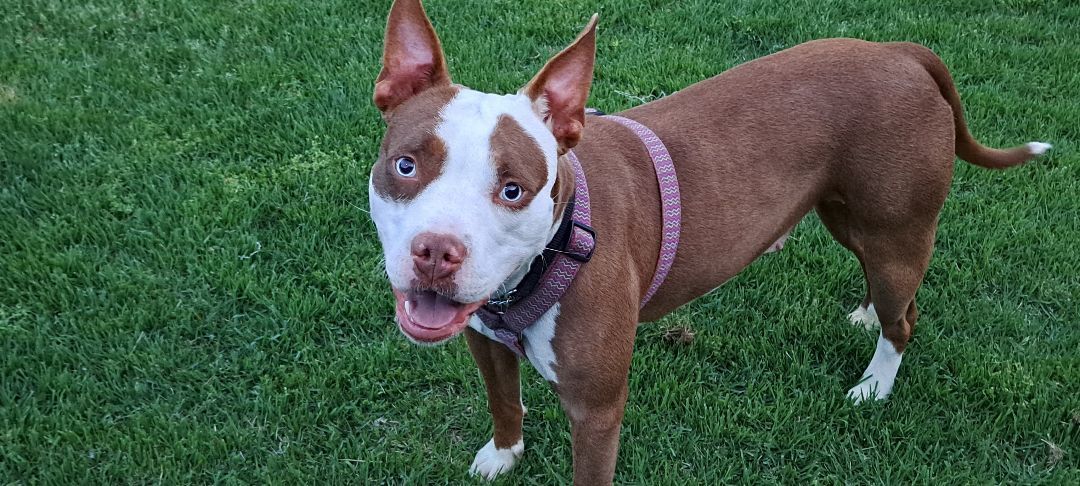 Skye, a Adopted Pit Bull Terrier in Gainesboro, TN image 3/12