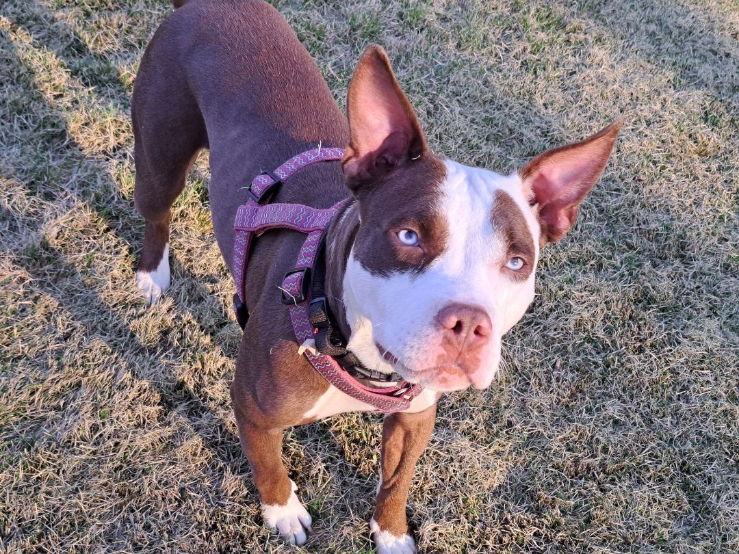 Skye, a Adopted Pit Bull Terrier in Gainesboro, TN image 4/12