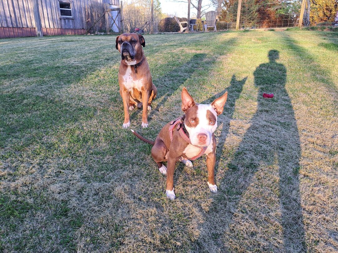Skye, a Adopted Pit Bull Terrier in Gainesboro, TN image 5/12