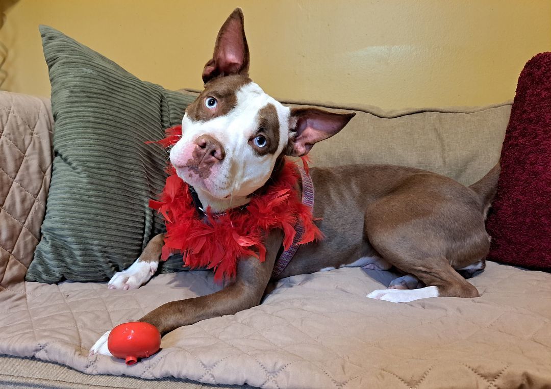 Skye, a Adopted Pit Bull Terrier in Gainesboro, TN image 6/12