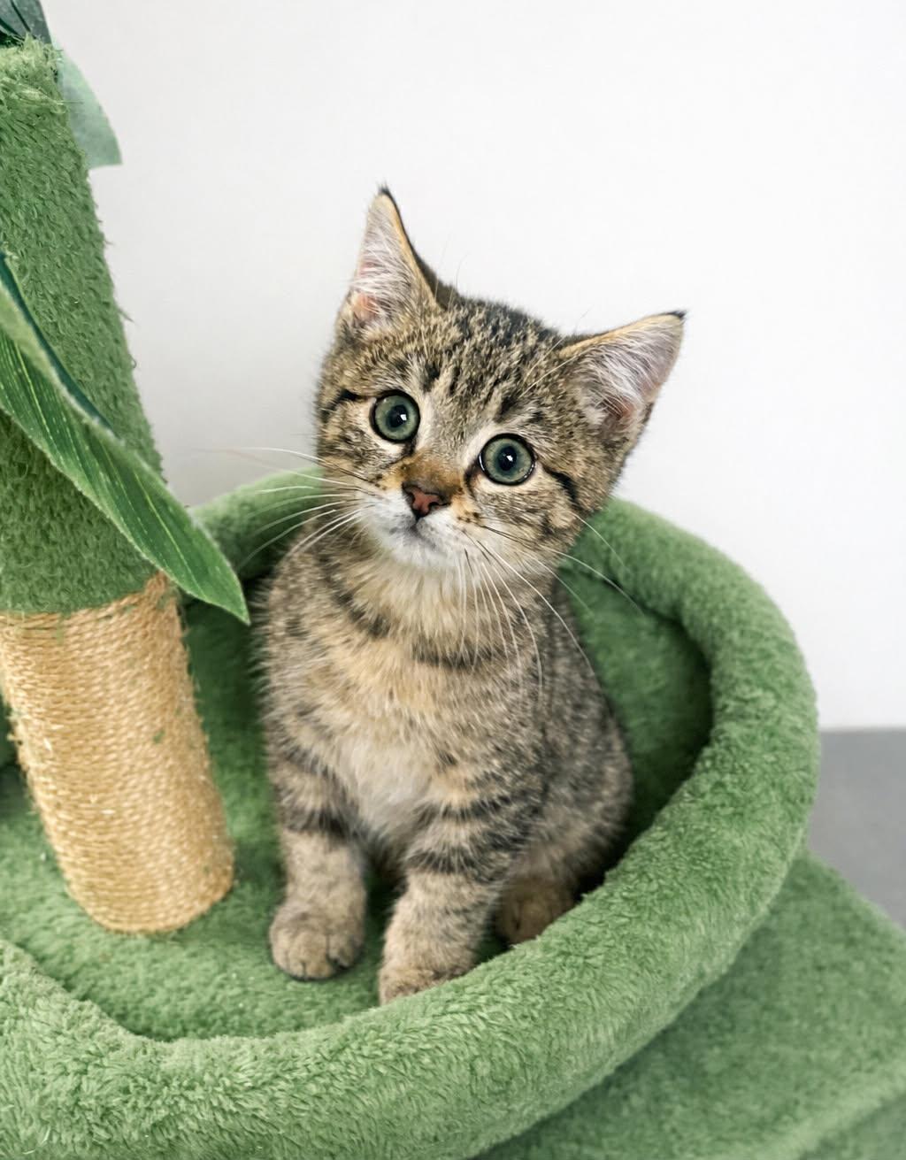 Allegro, Adoptable, Kitten Male Domestic Short Hair.
