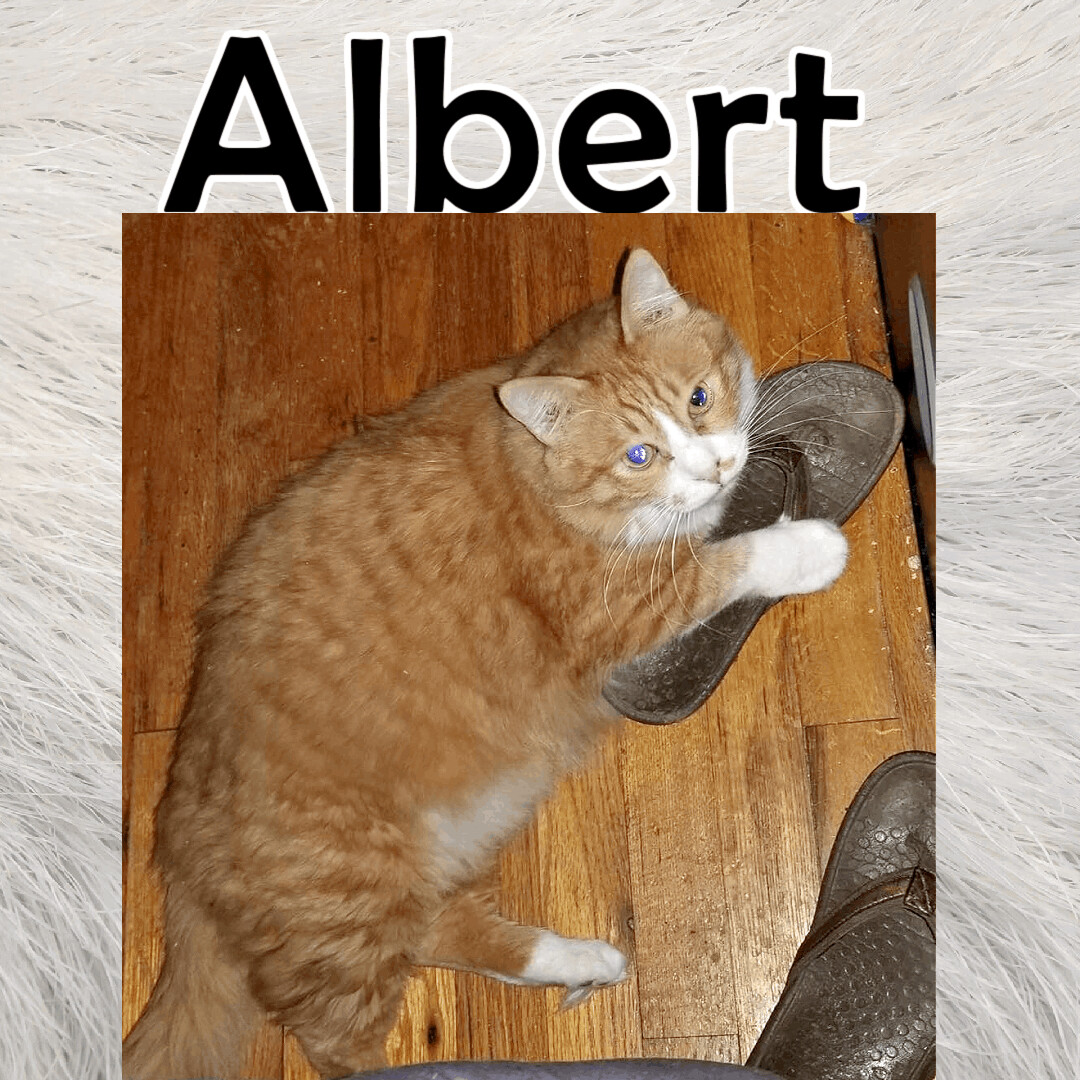 Albert photo 3