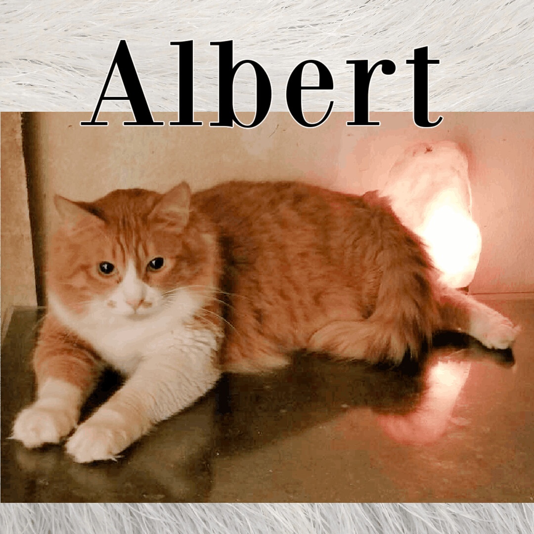 Albert photo 1
