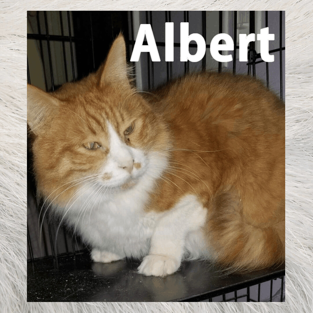 Albert photo 4