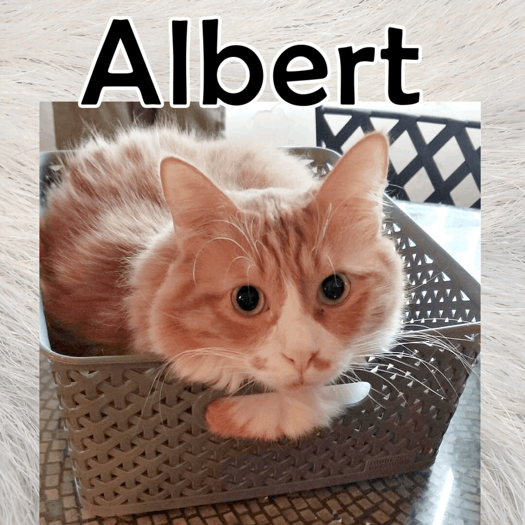 Albert photo 5