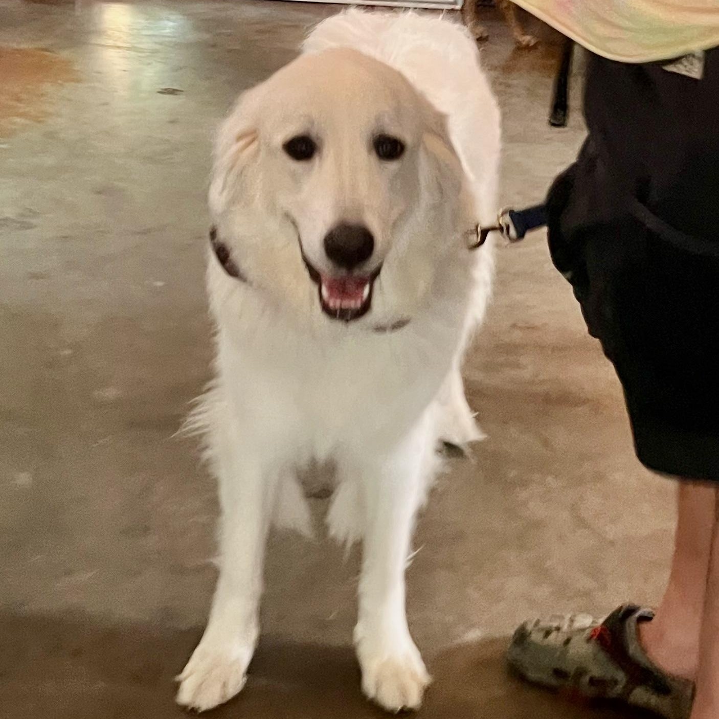 Hello Im Josie Im a 2 year old Great Pyrenees and Im as sweet as a summer peach and gentle