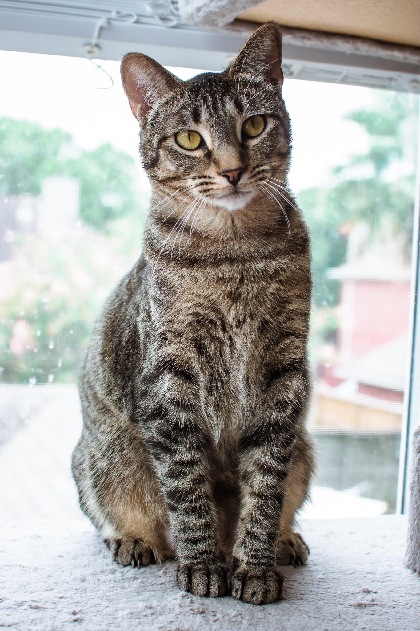 Enlarge Belle, a ADOPTABLE Tabby in Houston, TX image 2/6