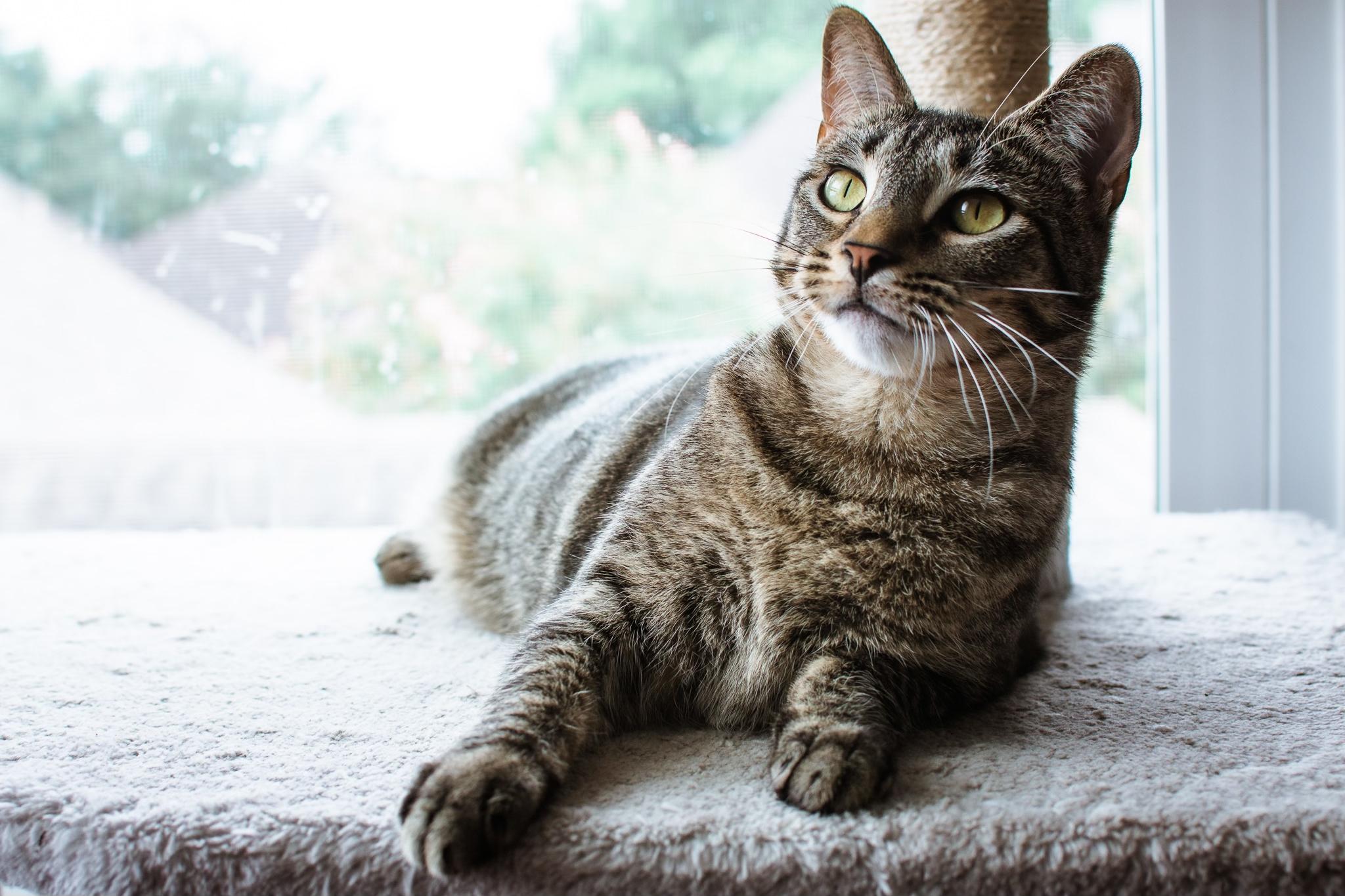 Enlarge Belle, a ADOPTABLE Tabby in Houston, TX image 3/6