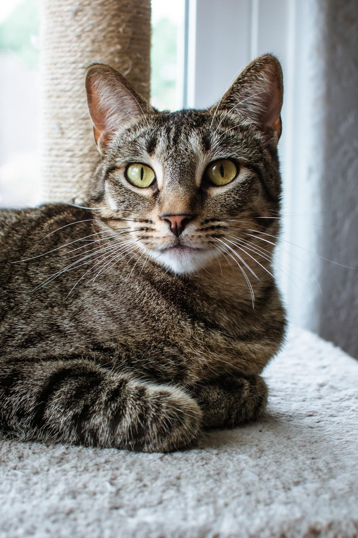 Belle, ADOPTABLE, Adult Female Tabby.