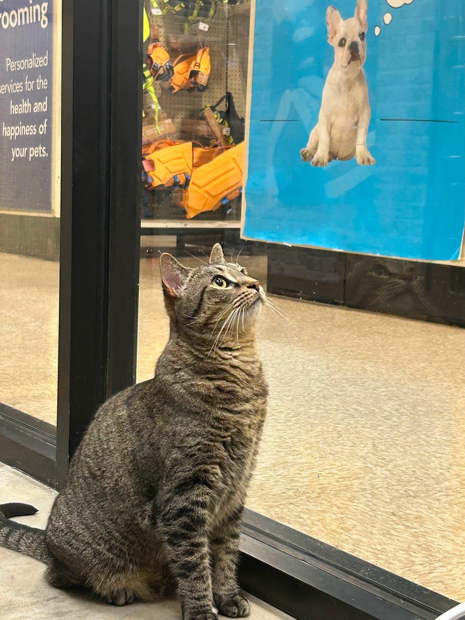 Enlarge Belle, a ADOPTABLE Tabby in Houston, TX image 5/6